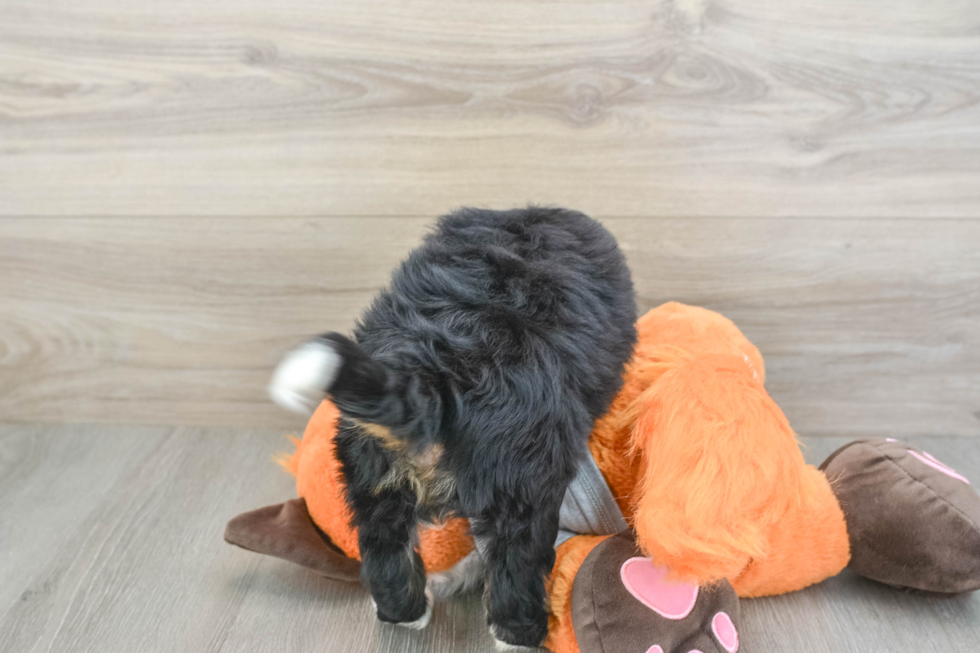Best Mini Bernedoodle Baby