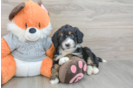 Best Mini Bernedoodle Baby