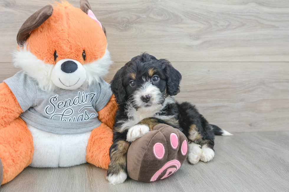 Best Mini Bernedoodle Baby