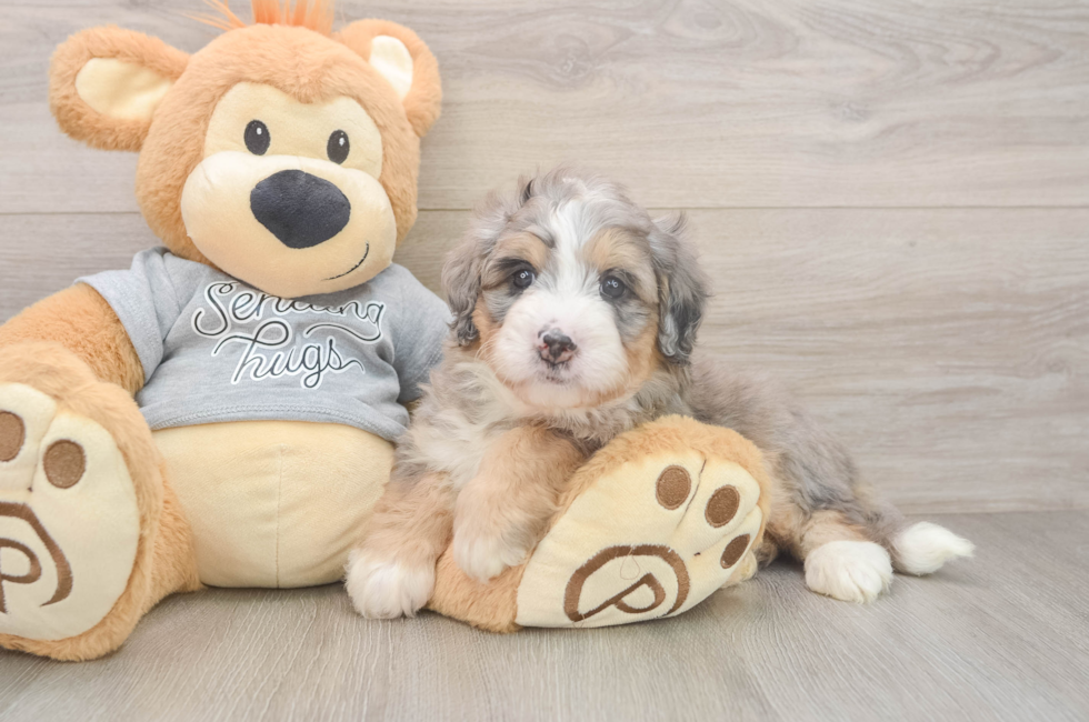 5 week old Mini Bernedoodle Puppy For Sale - Florida Fur Babies