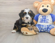 7 week old Mini Bernedoodle Puppy For Sale - Florida Fur Babies