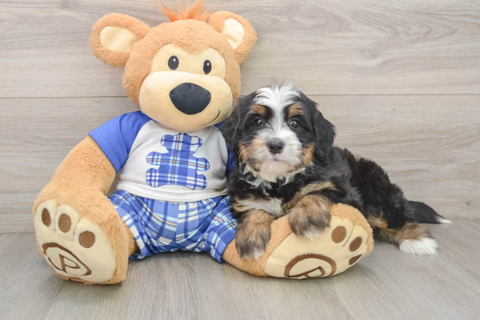 Hypoallergenic Mini Berniedoodle Poodle Mix Puppy