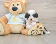 7 week old Mini Bernedoodle Puppy For Sale - Florida Fur Babies