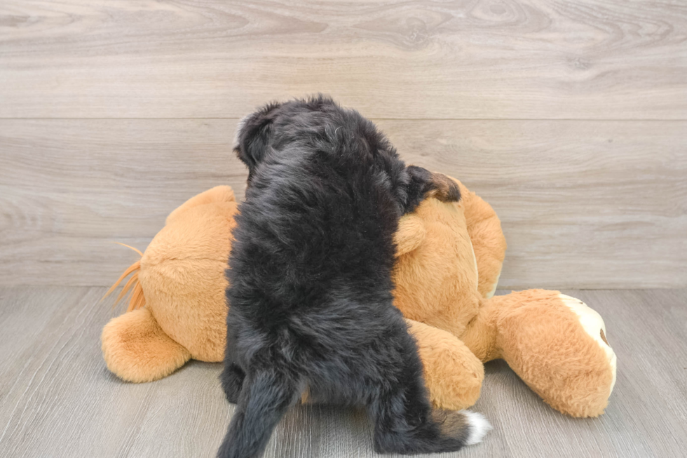 Popular Mini Bernedoodle Poodle Mix Pup