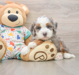 5 week old Mini Bernedoodle Puppy For Sale - Florida Fur Babies