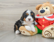 5 week old Mini Bernedoodle Puppy For Sale - Florida Fur Babies