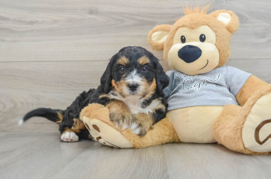 Mini Bernedoodle Pup Being Cute