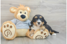 Fluffy Mini Bernedoodle Poodle Mix Pup