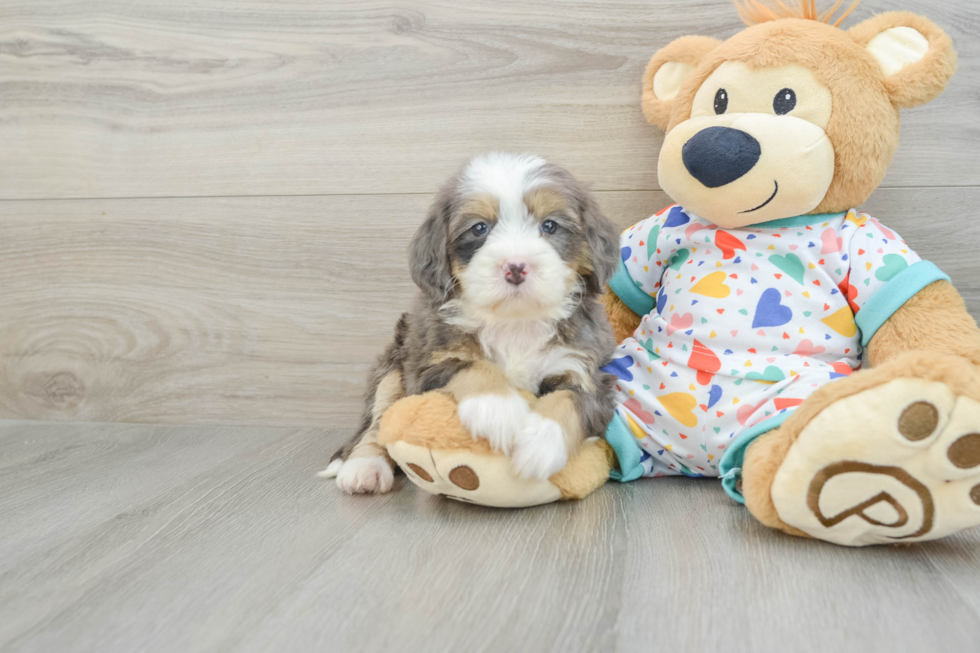 Mini Bernedoodle Pup Being Cute