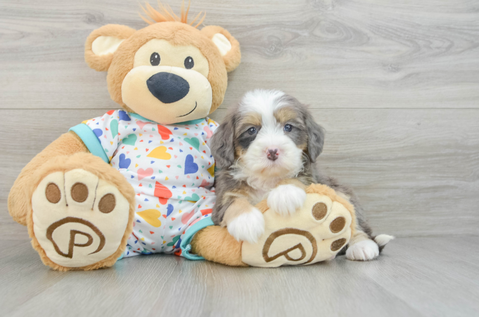 6 week old Mini Bernedoodle Puppy For Sale - Florida Fur Babies