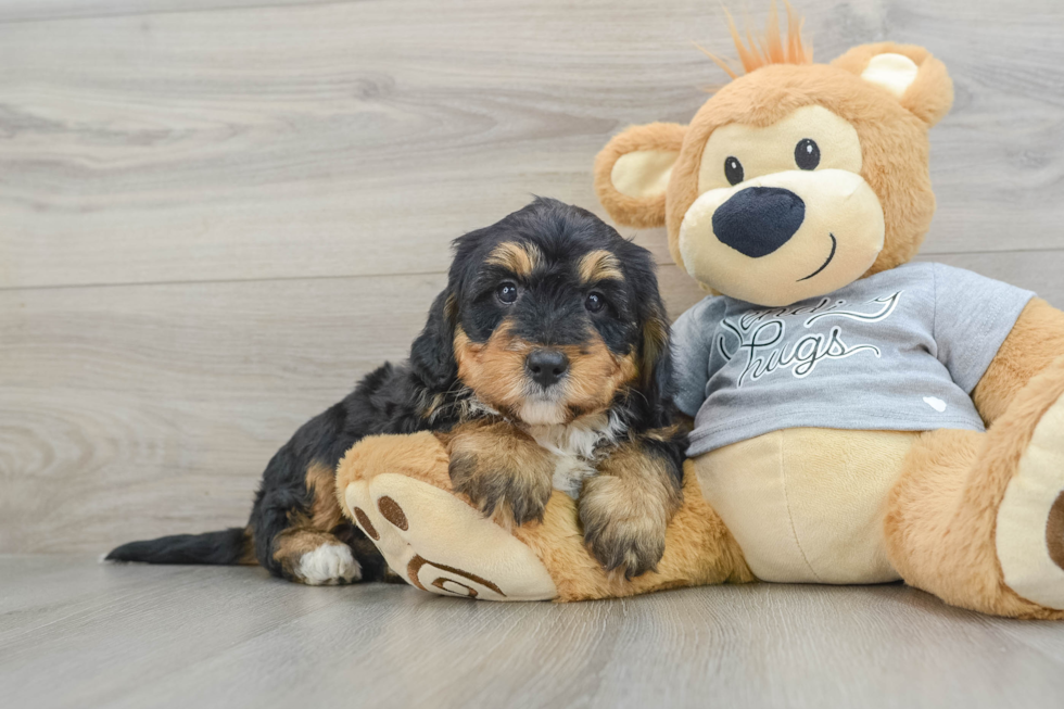 Funny Mini Bernedoodle Poodle Mix Pup