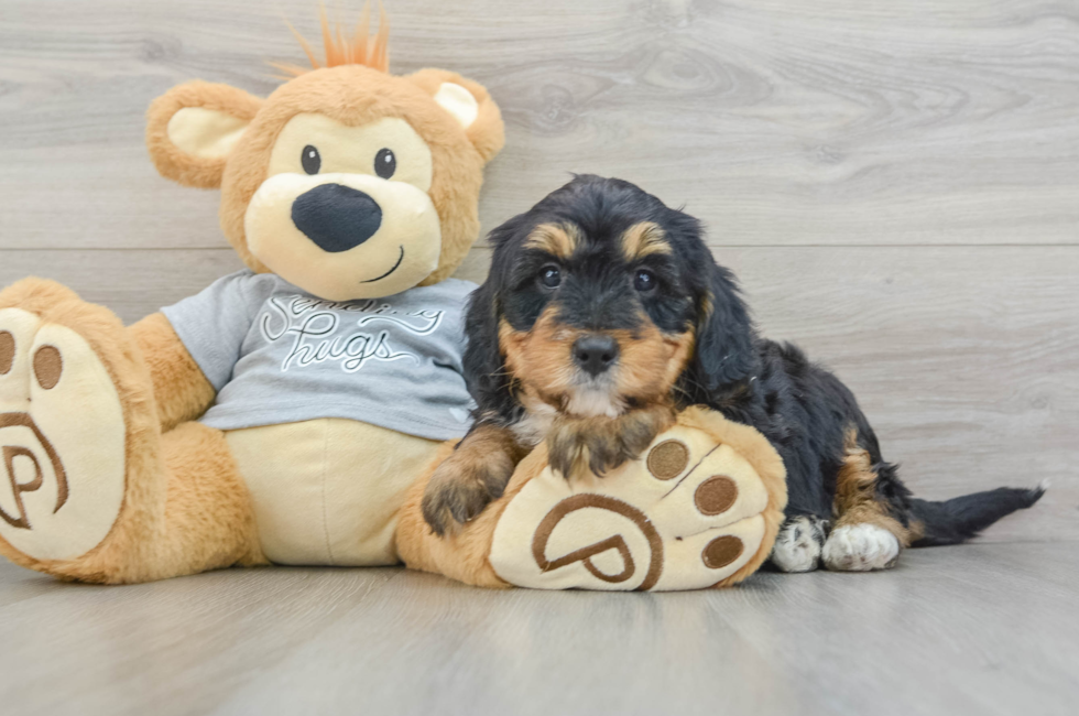 7 week old Mini Bernedoodle Puppy For Sale - Florida Fur Babies