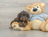8 week old Mini Bernedoodle Puppy For Sale - Florida Fur Babies