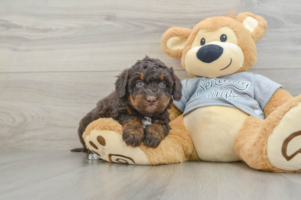 6 week old Mini Bernedoodle Puppy For Sale - Florida Fur Babies