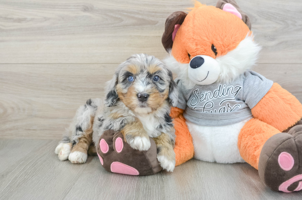5 week old Mini Bernedoodle Puppy For Sale - Florida Fur Babies