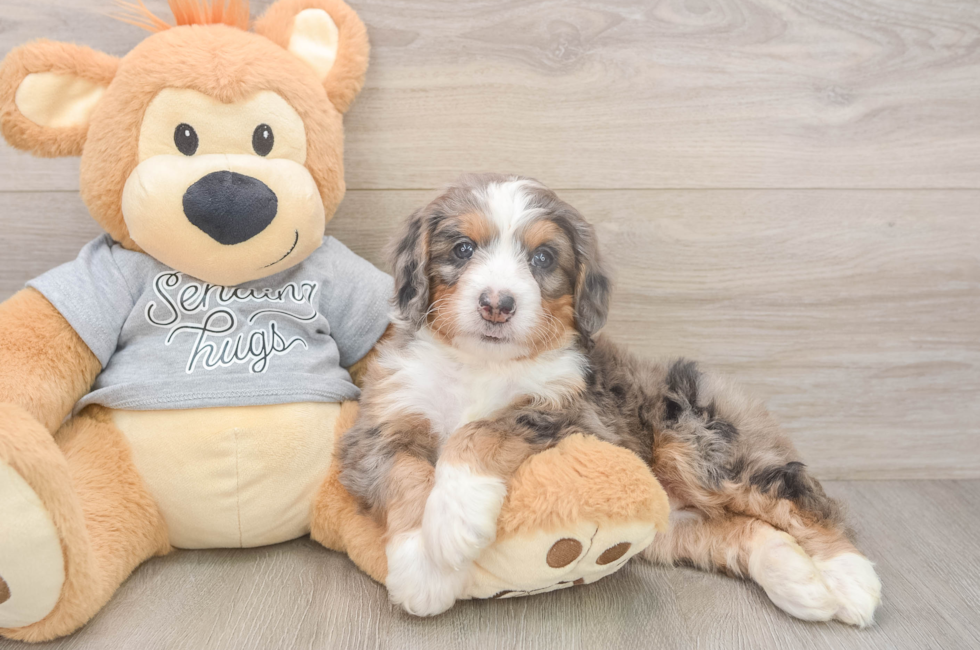 5 week old Mini Bernedoodle Puppy For Sale - Florida Fur Babies