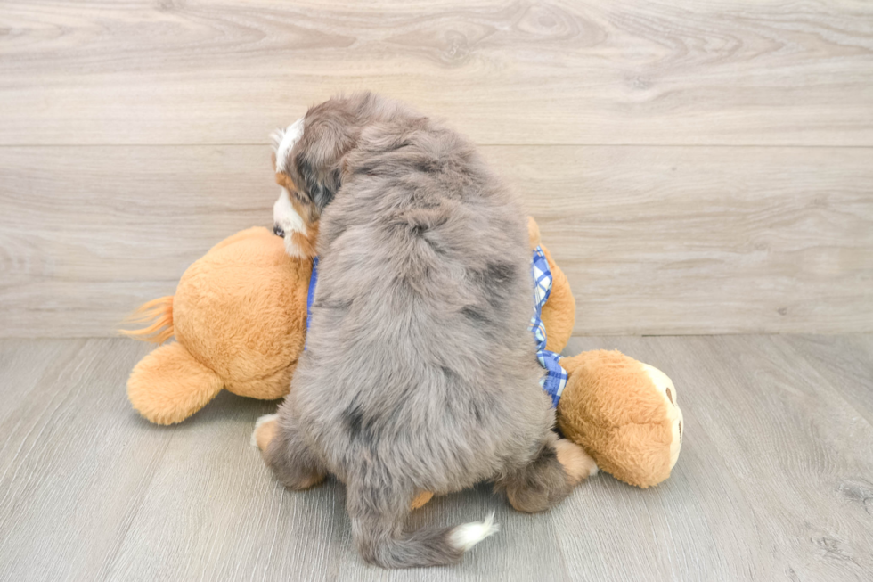 Hypoallergenic Mini Bernadoodle Poodle Mix Puppy