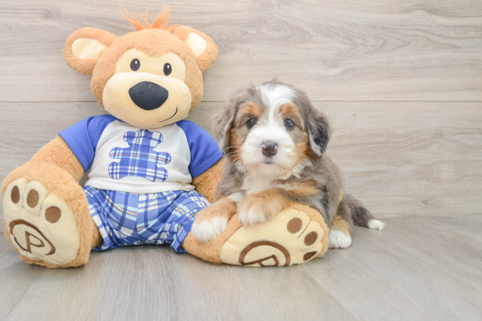Mini Bernedoodle Puppy for Adoption