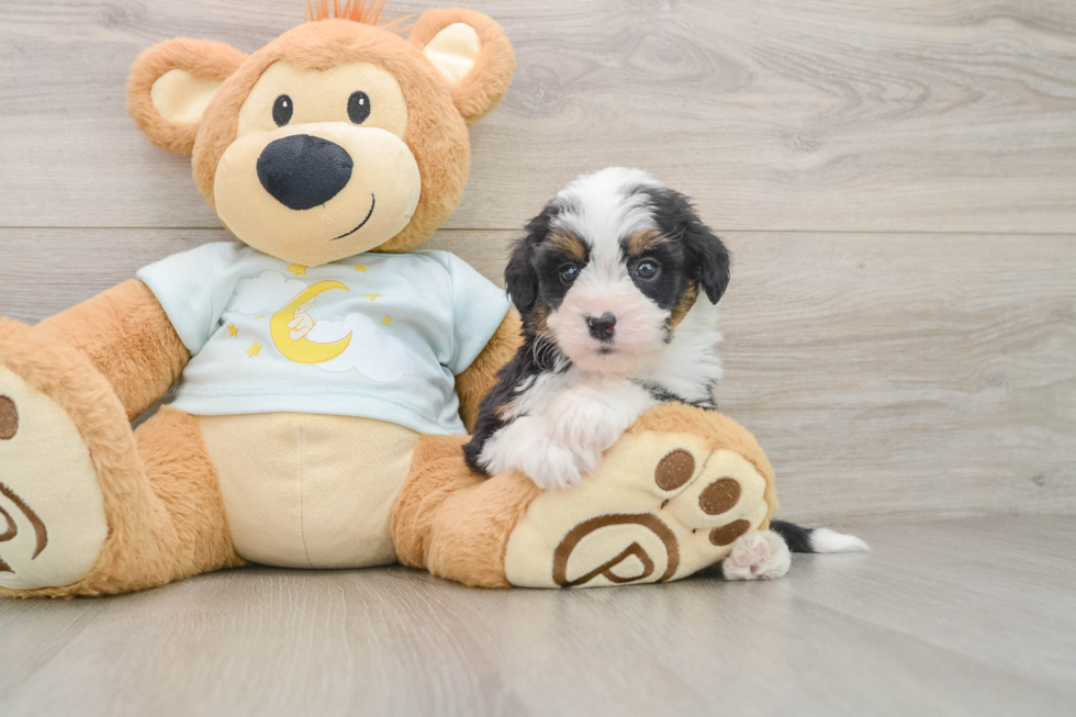 Best Mini Bernedoodle Baby