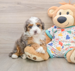 5 week old Mini Bernedoodle Puppy For Sale - Florida Fur Babies