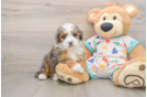 Adorable Mini Bernadoodle Poodle Mix Puppy