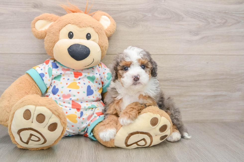 Best Mini Bernedoodle Baby