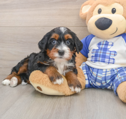 7 week old Mini Bernedoodle Puppy For Sale - Florida Fur Babies