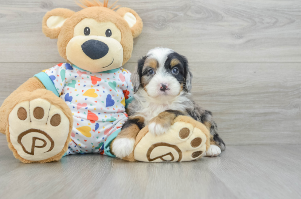 6 week old Mini Bernedoodle Puppy For Sale - Florida Fur Babies