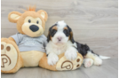 Fluffy Mini Bernedoodle Poodle Mix Pup