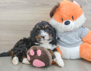 6 week old Mini Bernedoodle Puppy For Sale - Florida Fur Babies