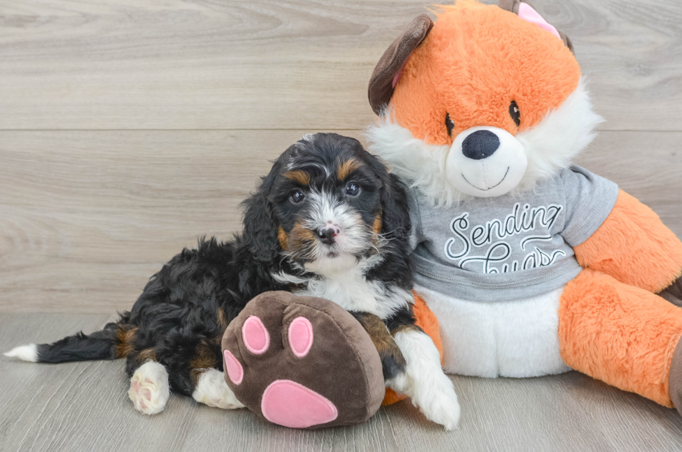 5 week old Mini Bernedoodle Puppy For Sale - Florida Fur Babies