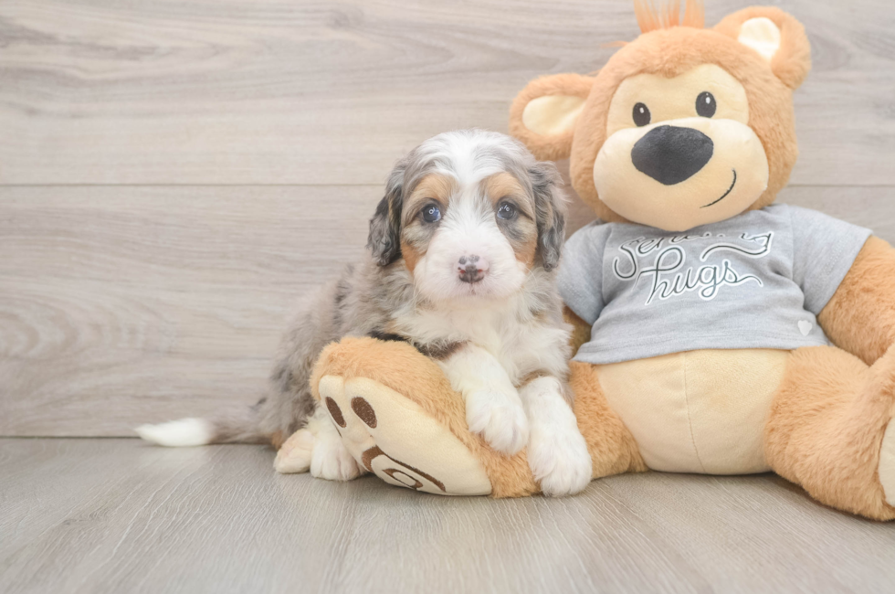 5 week old Mini Bernedoodle Puppy For Sale - Florida Fur Babies