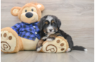 Best Mini Bernedoodle Baby