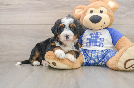 Best Mini Bernedoodle Baby