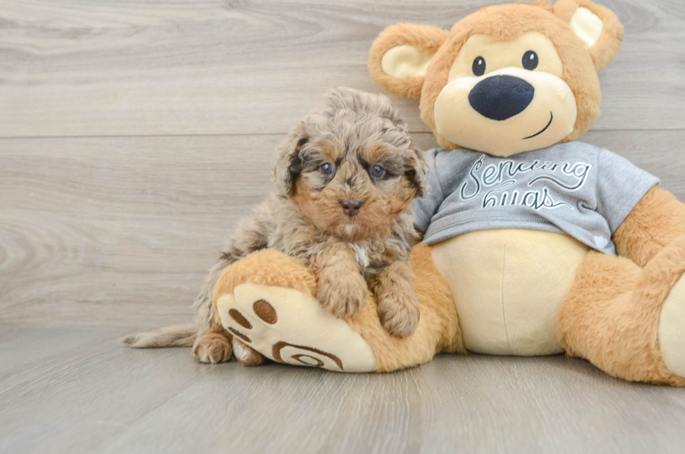6 week old Mini Bernedoodle Puppy For Sale - Florida Fur Babies