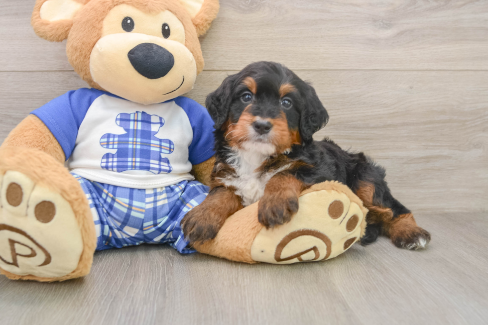 Mini Bernedoodle Puppy for Adoption