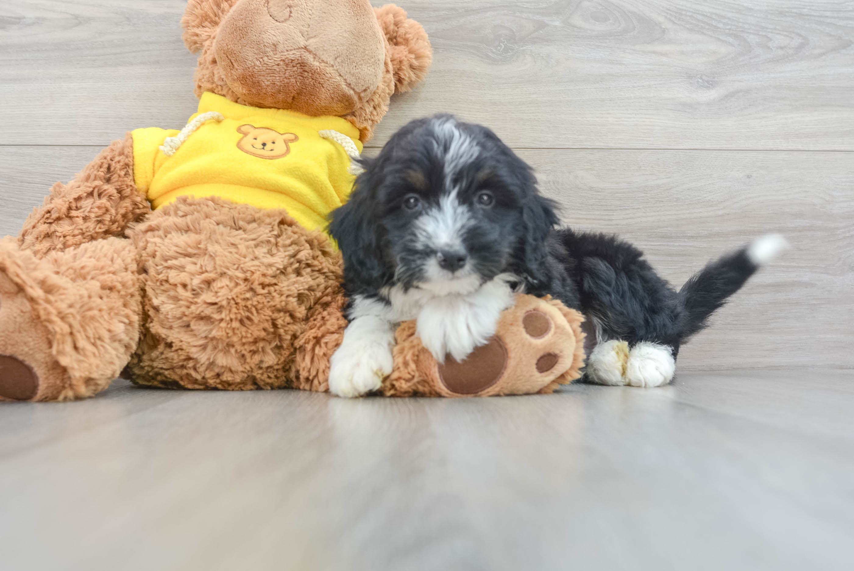 Toy bernedoodle hotsell puppies for sale