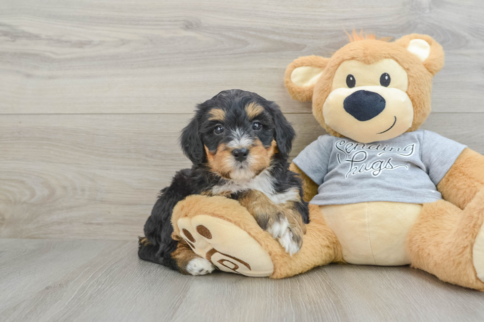 Mini Bernedoodle Puppy for Adoption