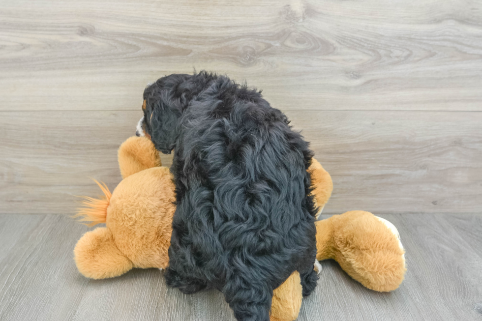 Best Mini Bernedoodle Baby