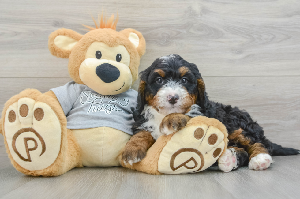 7 week old Mini Bernedoodle Puppy For Sale - Florida Fur Babies