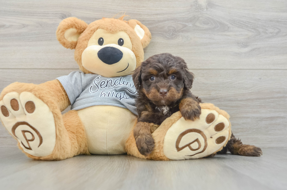 6 week old Mini Bernedoodle Puppy For Sale - Florida Fur Babies