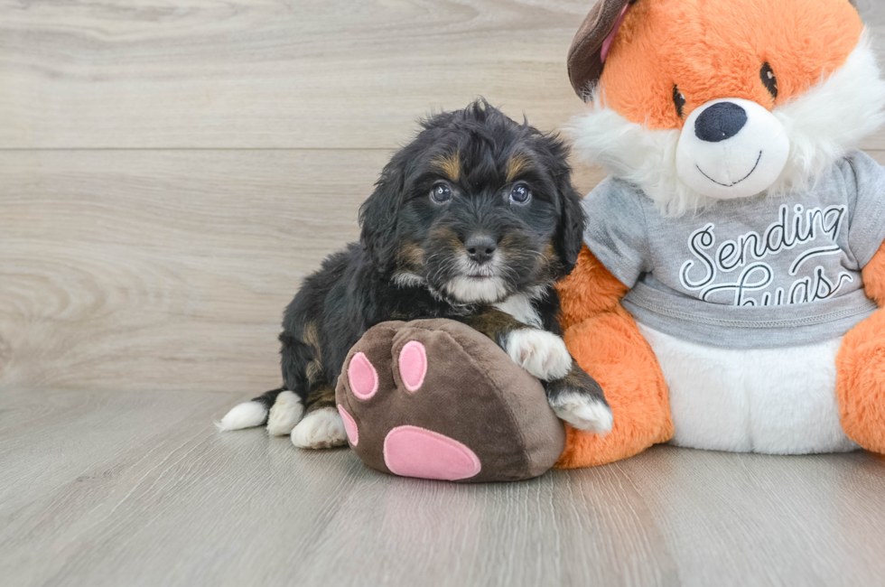 5 week old Mini Bernedoodle Puppy For Sale - Florida Fur Babies
