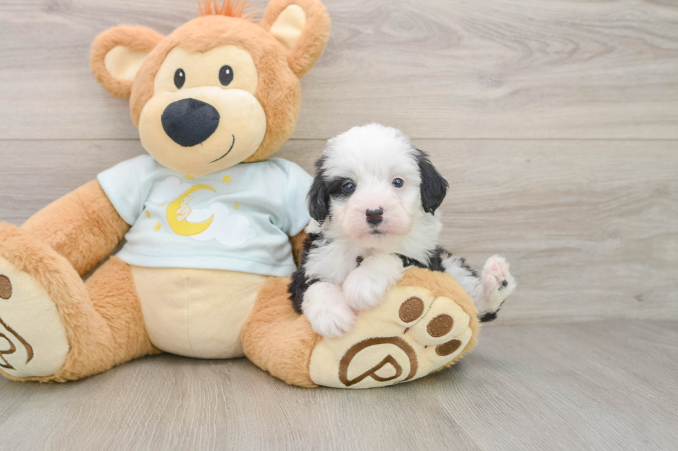 Best Mini Bernedoodle Baby