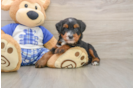 Smart Mini Bernedoodle Poodle Mix Pup