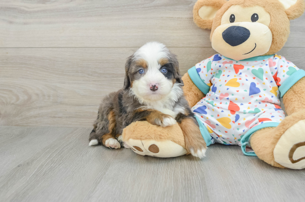 6 week old Mini Bernedoodle Puppy For Sale - Florida Fur Babies