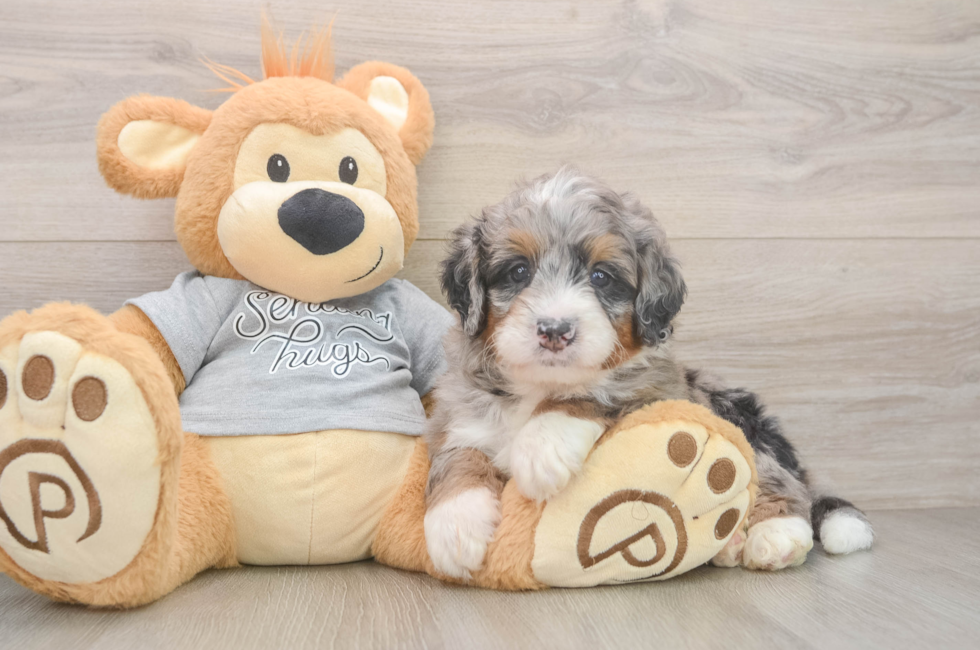 5 week old Mini Bernedoodle Puppy For Sale - Florida Fur Babies