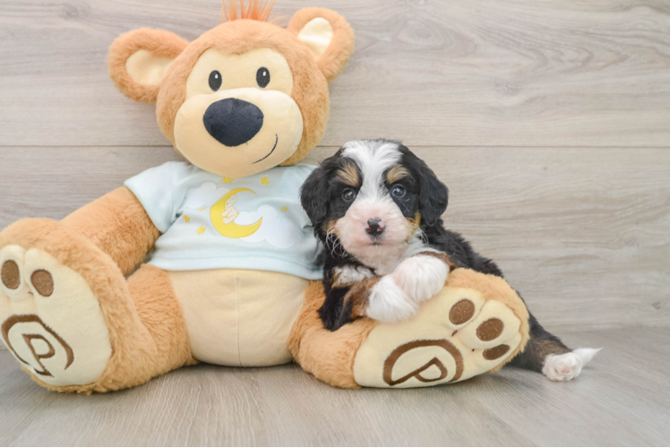 Smart Mini Bernedoodle Poodle Mix Pup