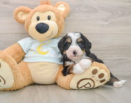 7 week old Mini Bernedoodle Puppy For Sale - Florida Fur Babies