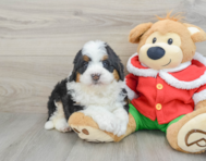 5 week old Mini Bernedoodle Puppy For Sale - Florida Fur Babies