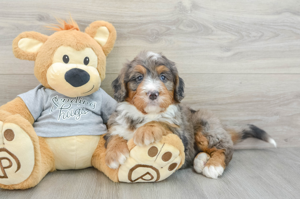 7 week old Mini Bernedoodle Puppy For Sale - Florida Fur Babies